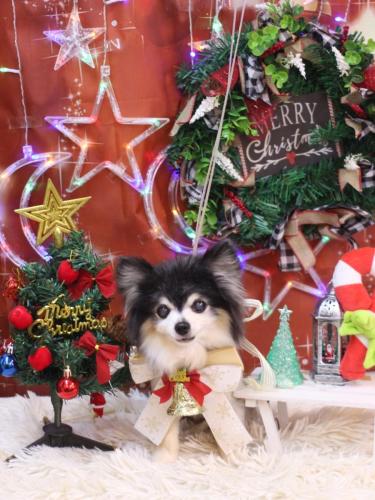 20231223虎ちゃん